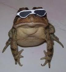 Bildresultat för frog with sunglasses